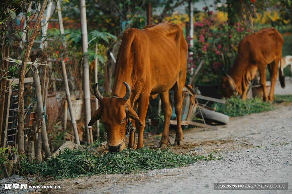 乡村小道旁吃草的黄牛