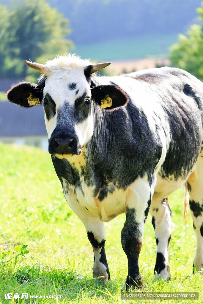 草地上的黑白花奶牛
