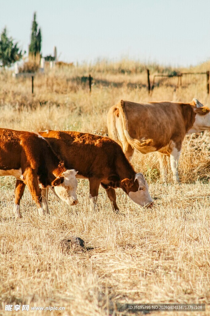 田野中的几头健壮耕牛
