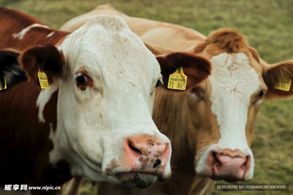 两头带耳标的奶牛