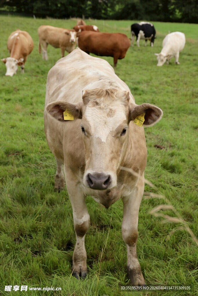 牧场上的奶牛