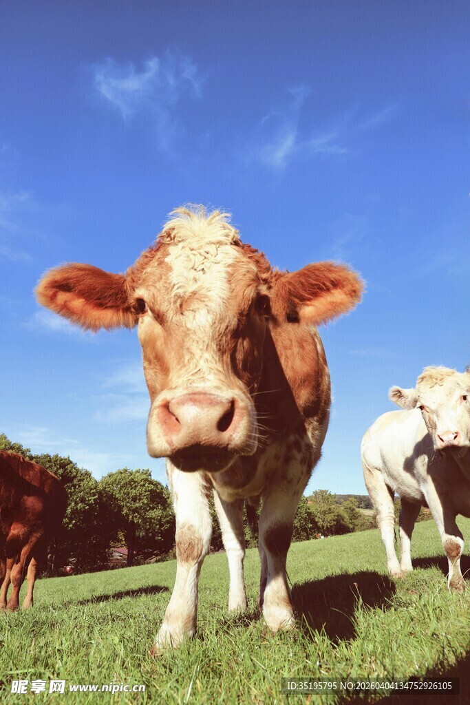 草地上的可爱牛群