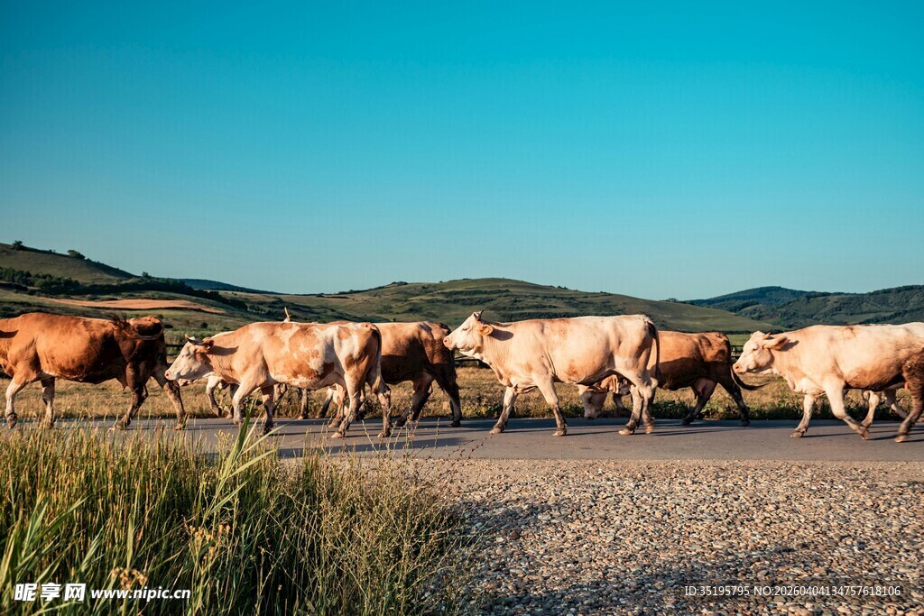 牛群在旷野道路上行走