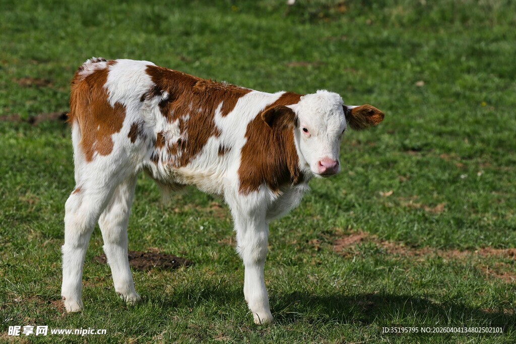 草地上的棕白花纹小牛