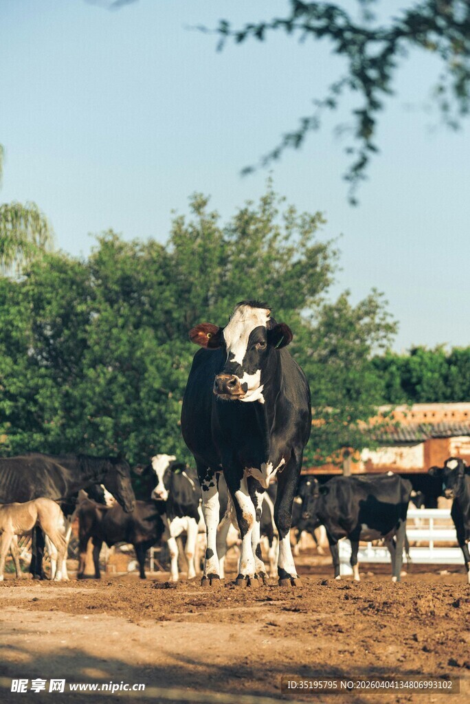 牛群在乡村道路上行走