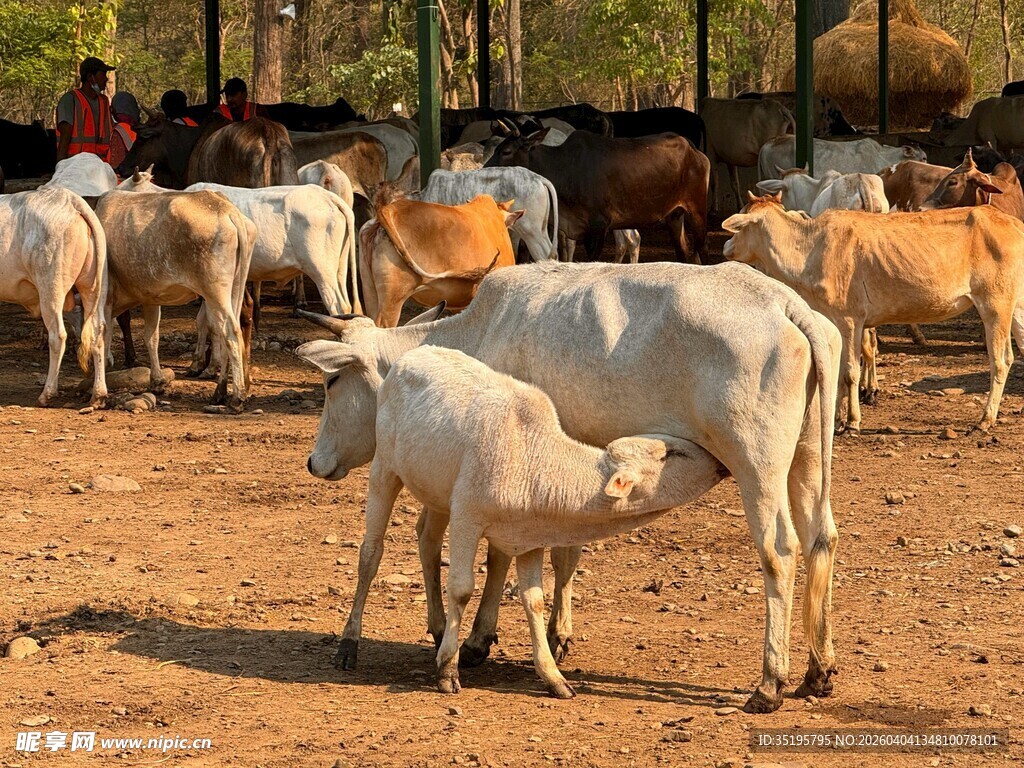 牛群中母牛与小牛依偎
