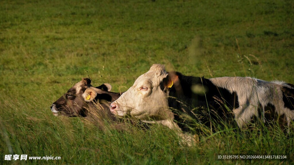 草地上休憩的两头牛