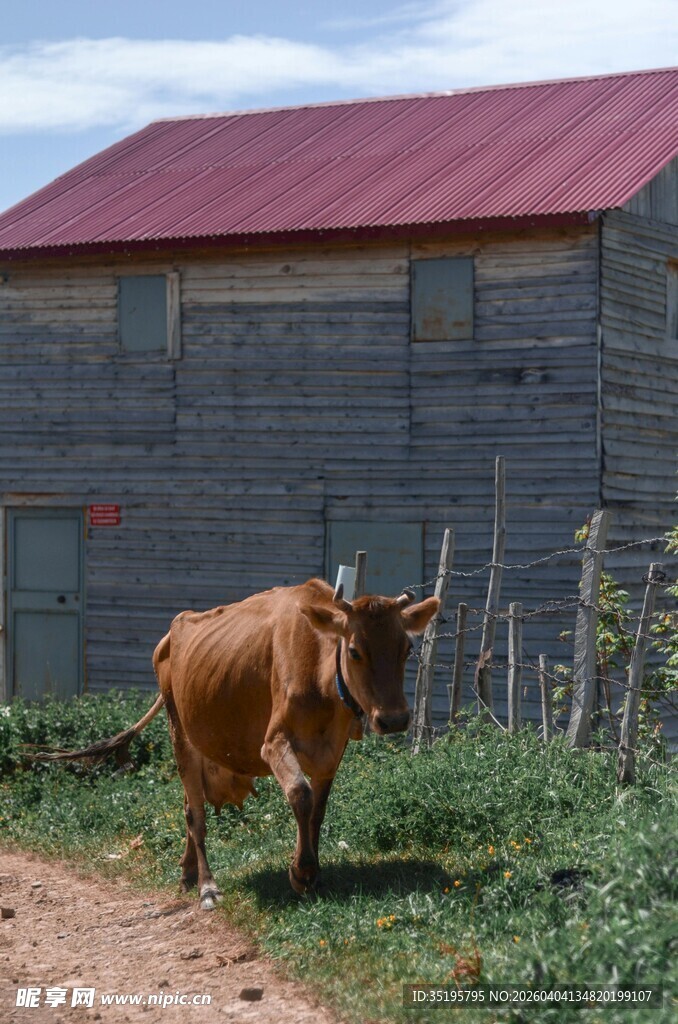 农舍边行走的棕色耕牛