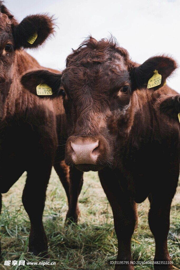 草地上的两头带耳标的牛