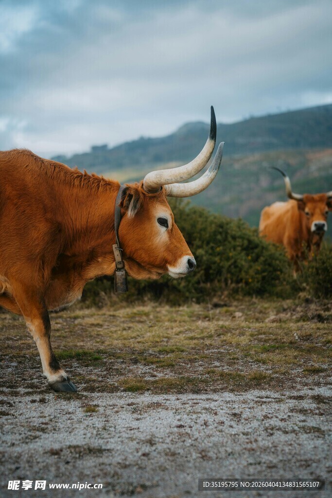 草原上的长角牛