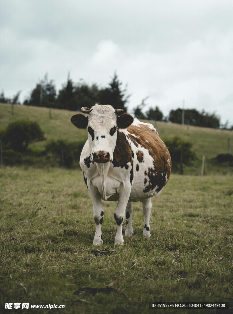 草地上的花斑奶牛