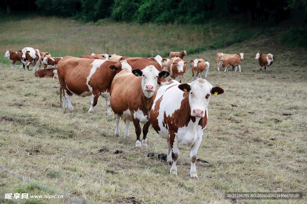 牧场上的牛群