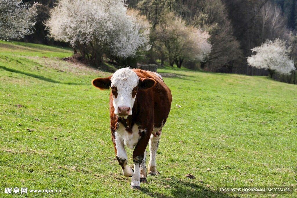 草地上的棕白相间牛