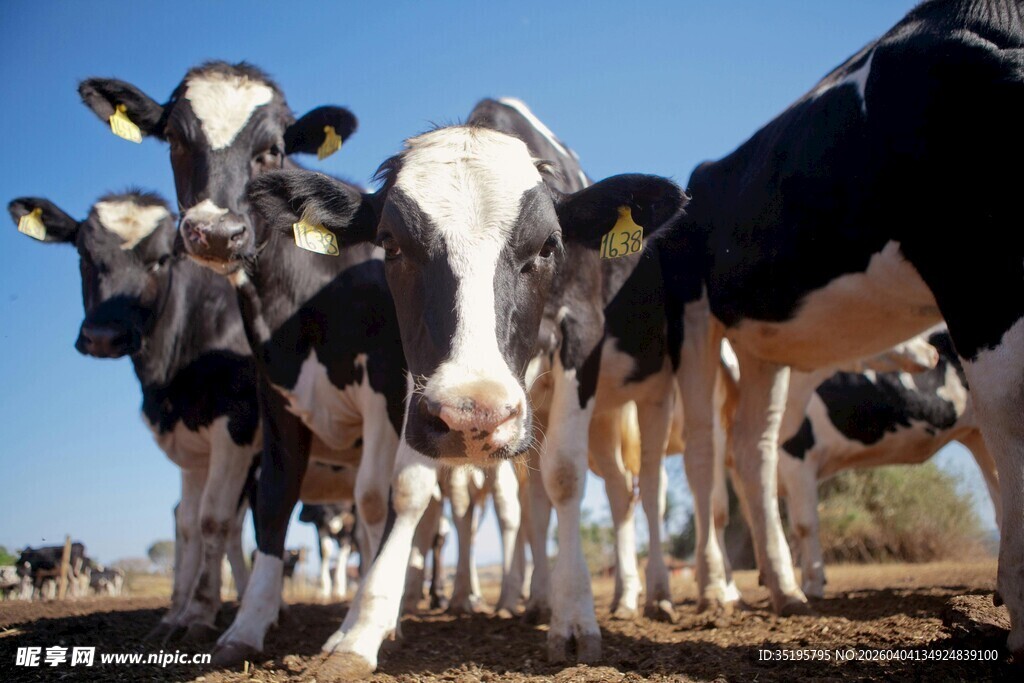 一群奶牛站在户外