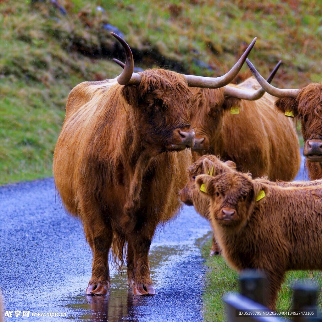 高地牛母子漫步乡村小道