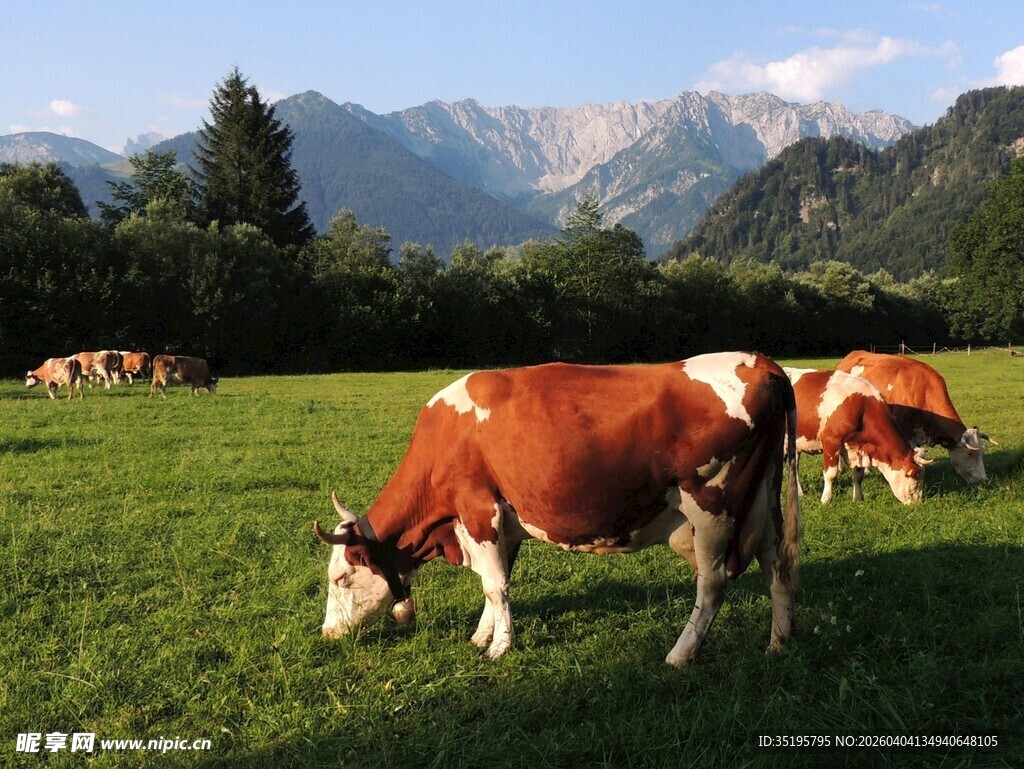 草原上的奶牛与远山美景