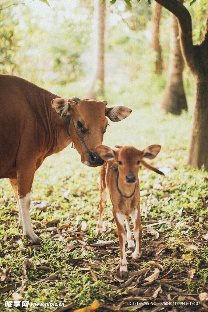 母牛与小牛漫步林间