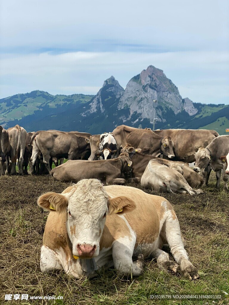 草原上休憩的牛群