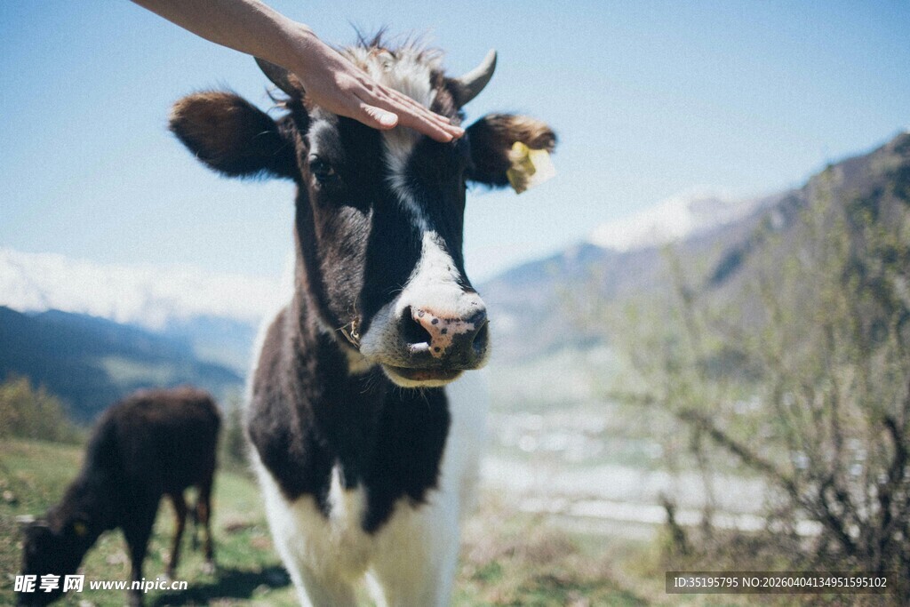 手抚奶牛于美丽山间