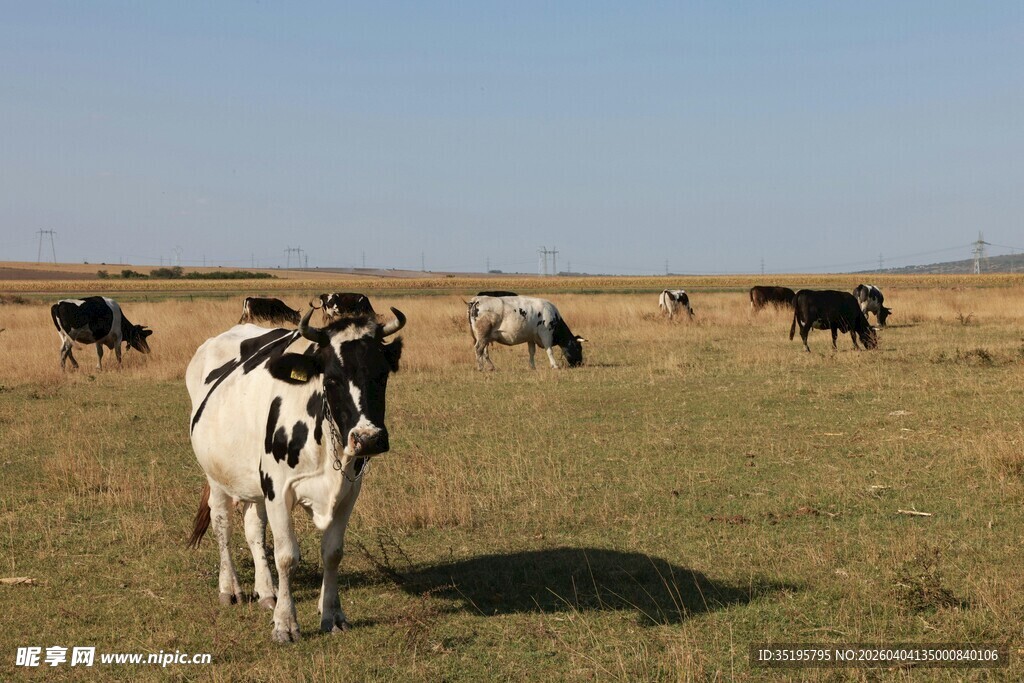 草原上的黑白花奶牛