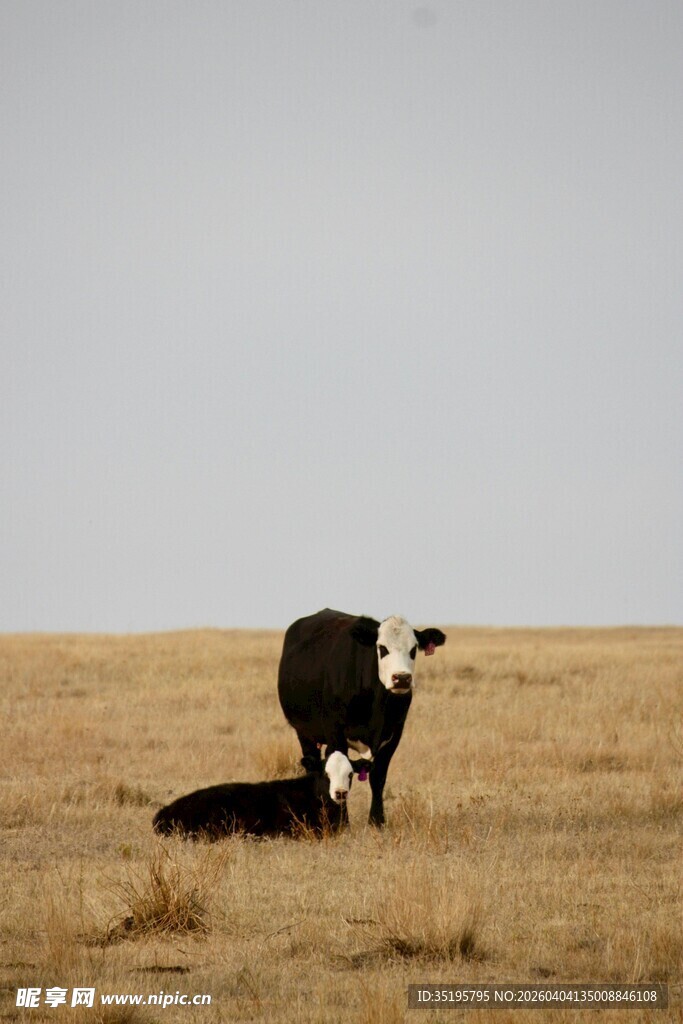 草原上的黑白花牛与幼崽