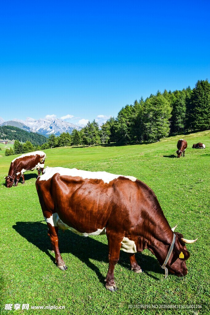 草原上悠闲吃草的棕色牛