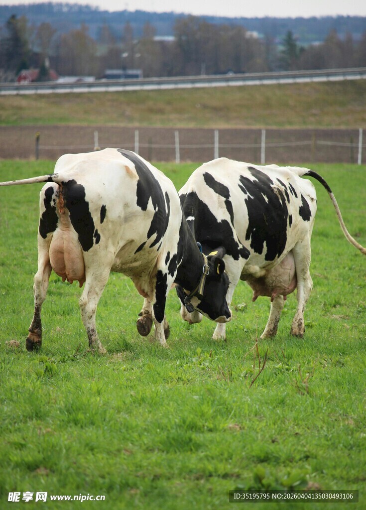 草地上的两头黑白花奶牛