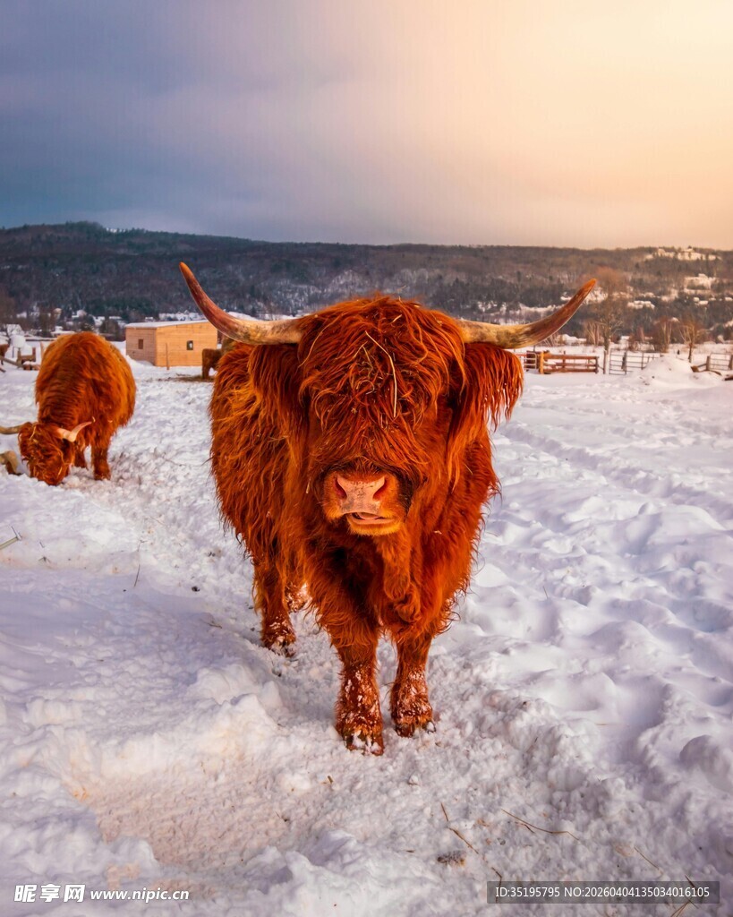 雪地中的苏格兰高地牛