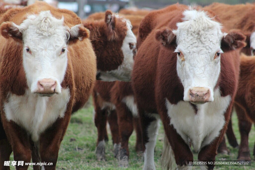 一群棕白相间的奶牛