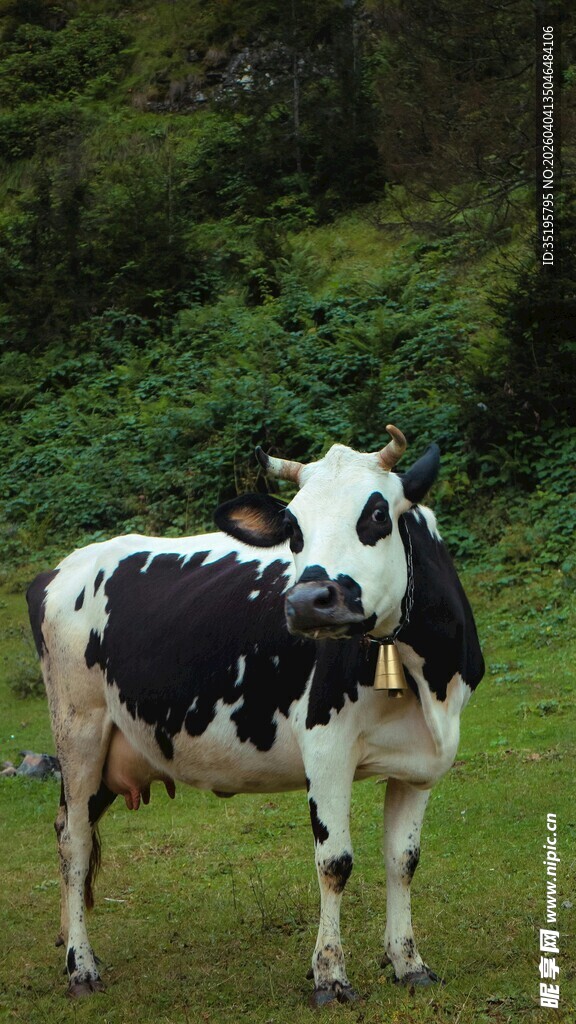 草地上的黑白花奶牛