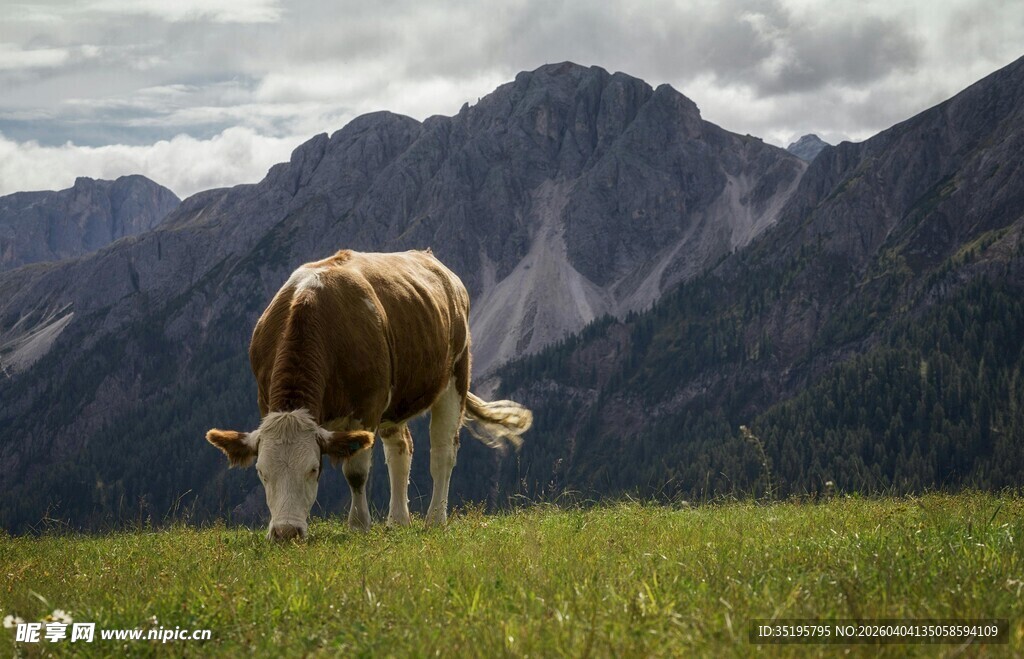 高山牧场上的牛