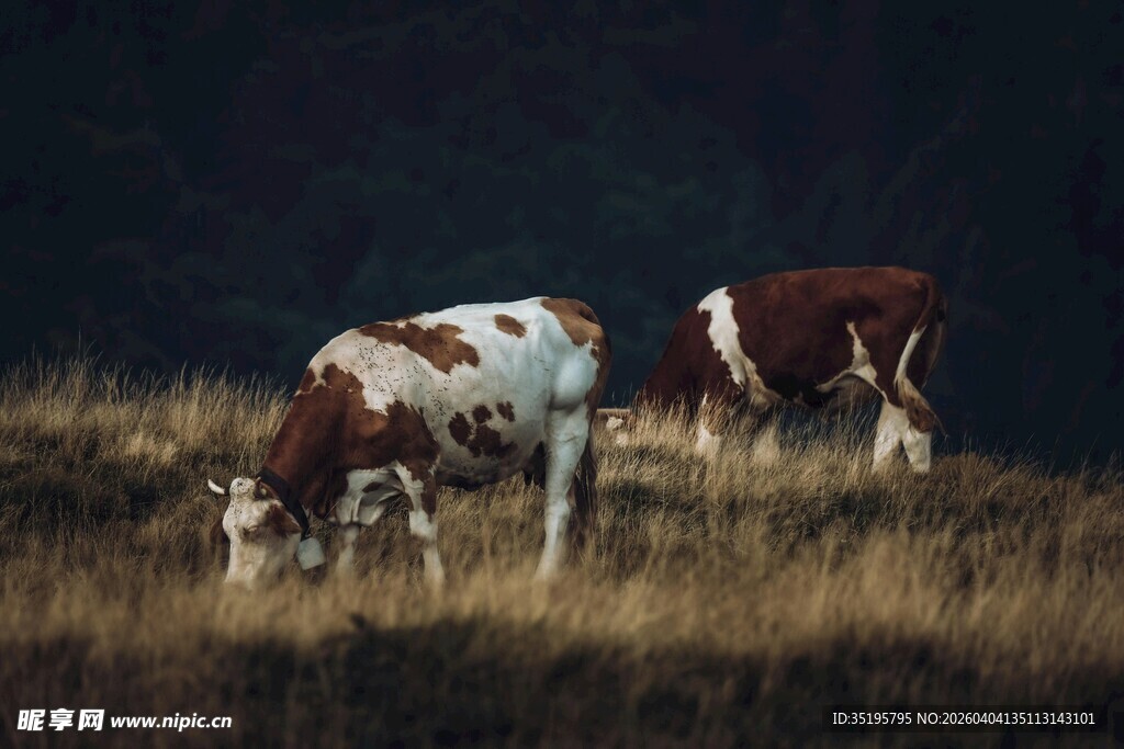 田野中吃草的两头奶牛