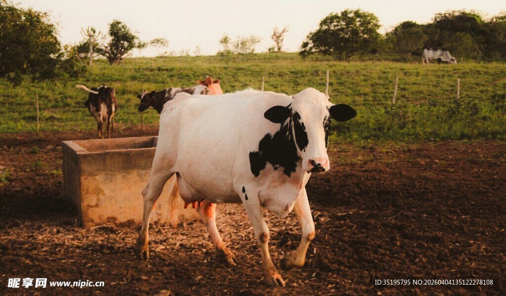 田野中的黑白花奶牛