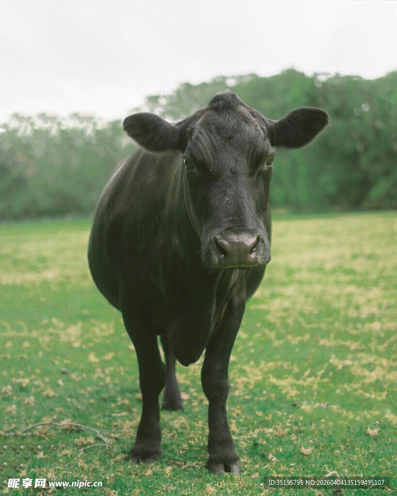 草地上的黑色牛
