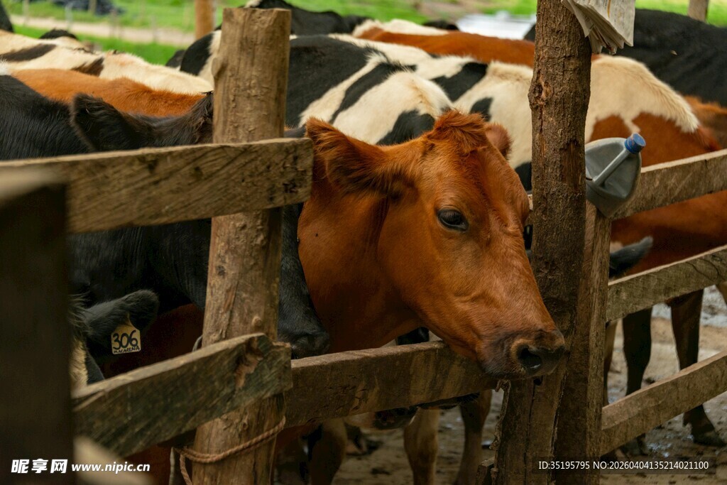 牛栏中探头的棕色奶牛