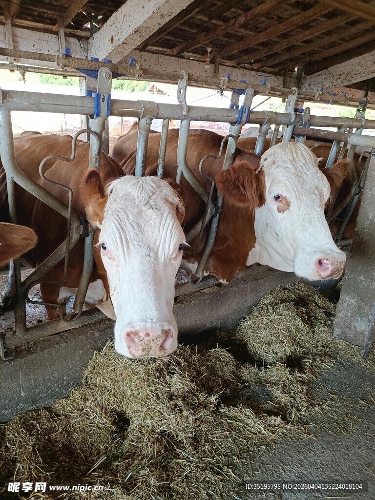 牛舍内的牛群进食场景
