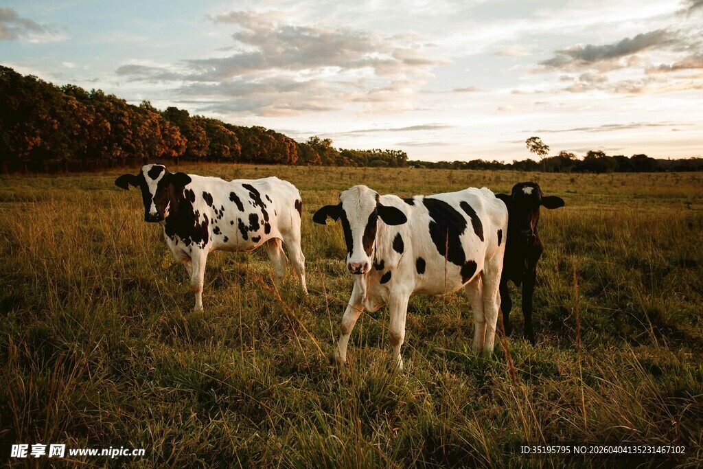 田野中的黑白花奶牛