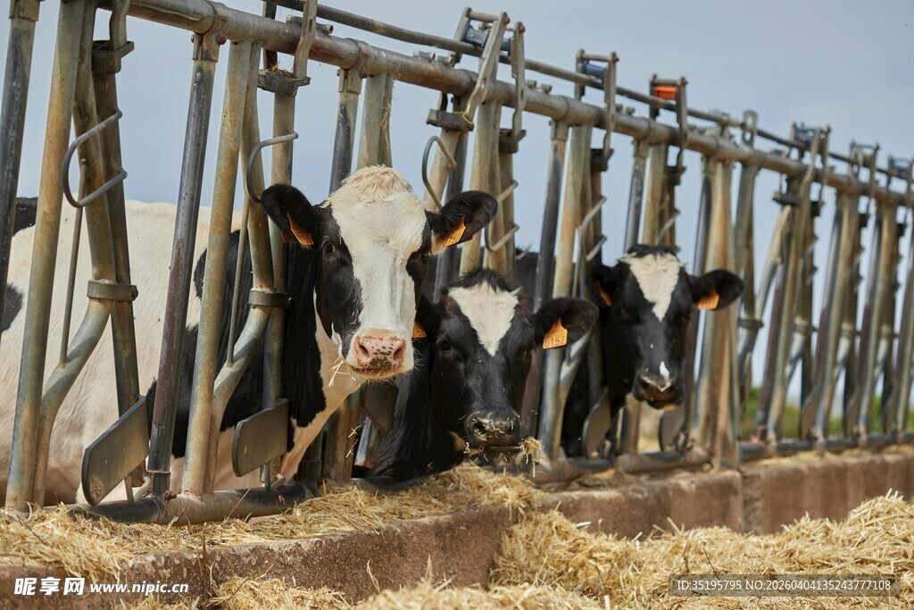 奶牛在围栏边进食
