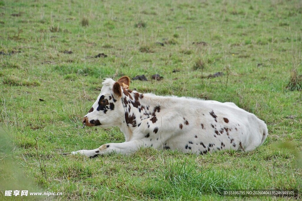 草地上休憩的斑点奶牛
