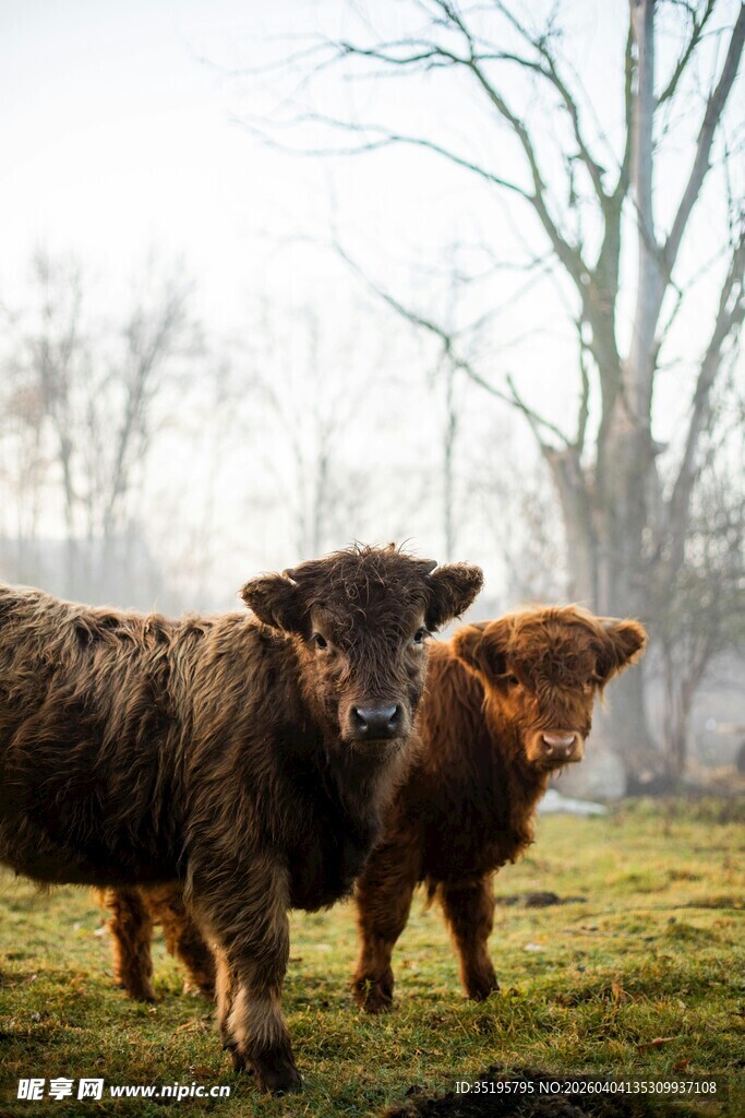 田野中的两头健壮耕牛