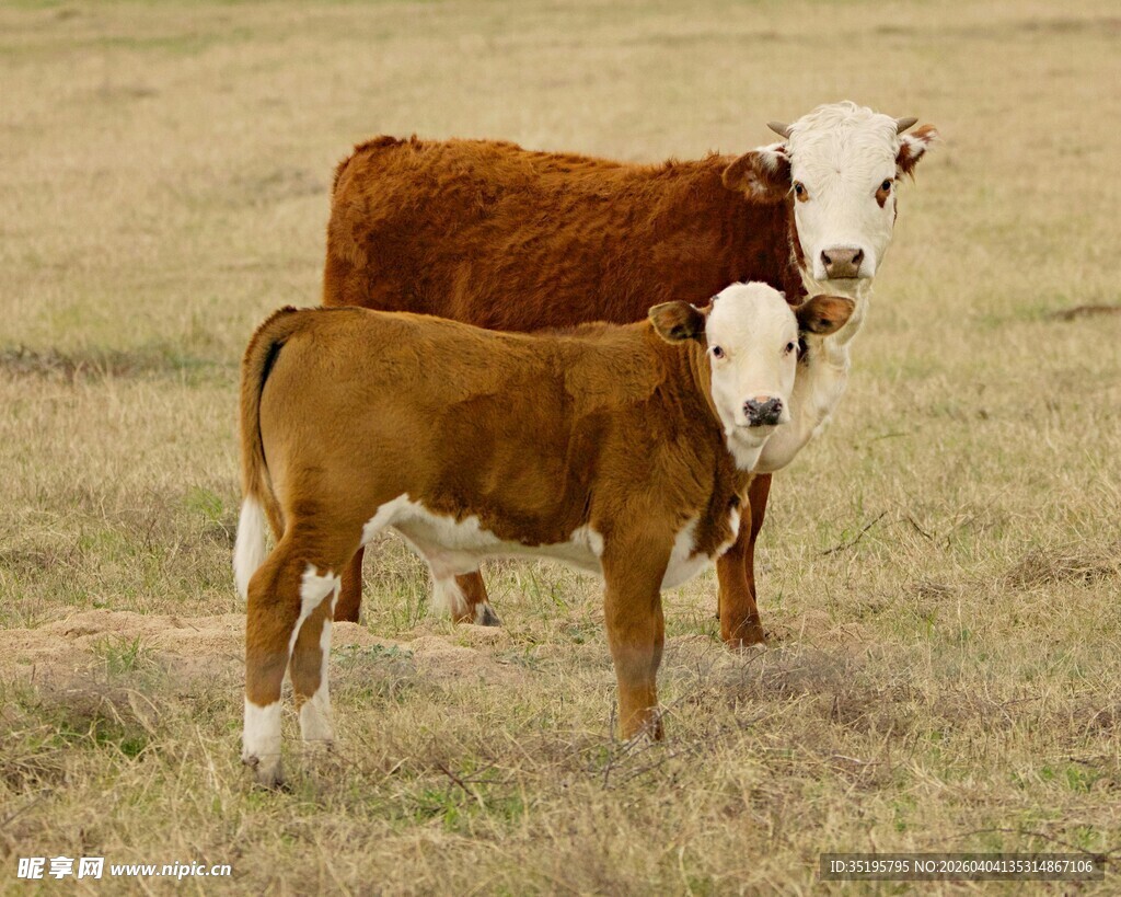 田野中母牛与小牛依偎