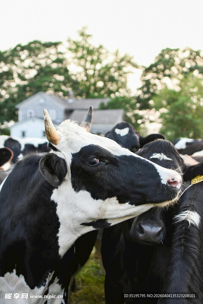 奶牛群聚场景