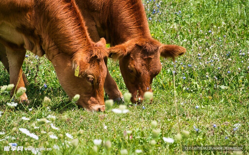 双牛草地低头觅食