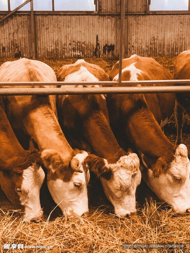 牛群休憩于干草之上