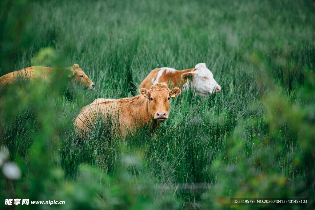 草地上休憩的几只羊