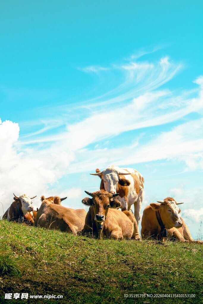 草原上休憩的牛群