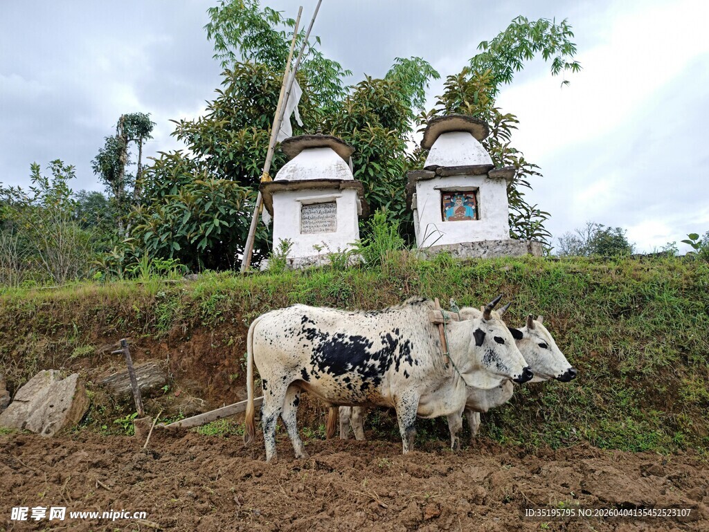乡村田园牛与小屋景象