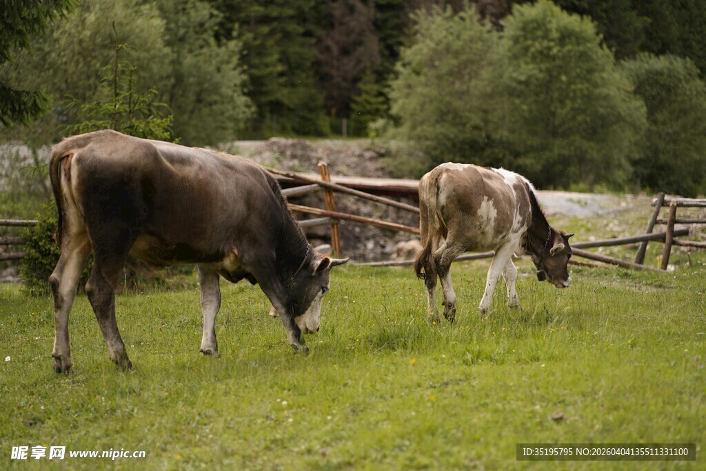 草原上悠闲吃草的两头牛