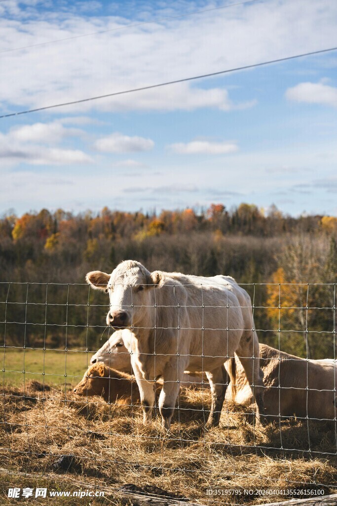 田野中的悠闲牛群