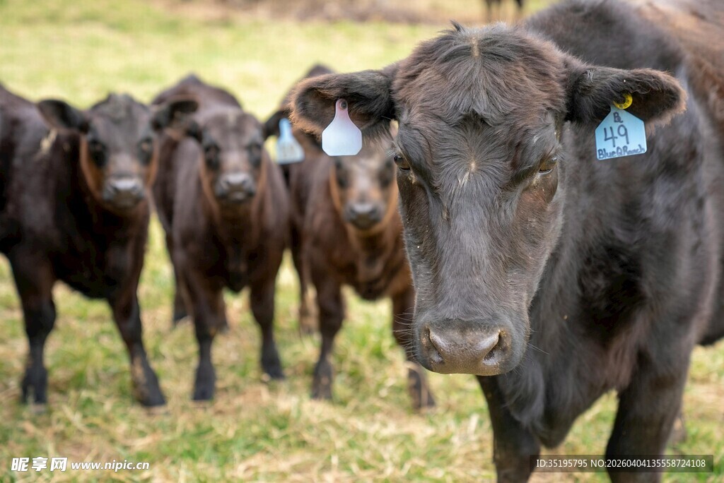 牧场上的黑牛群